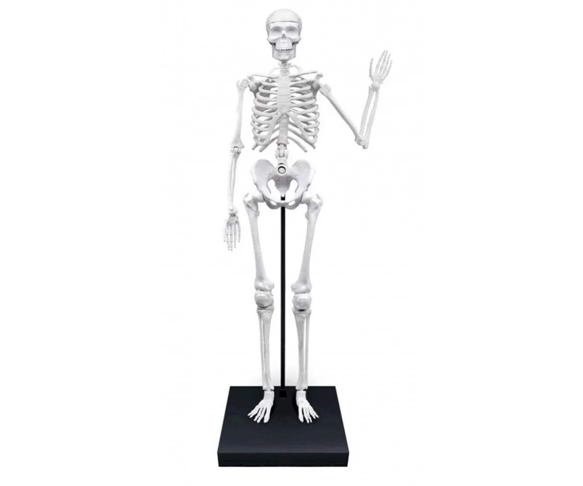 Esqueleto Gigante 85 cm