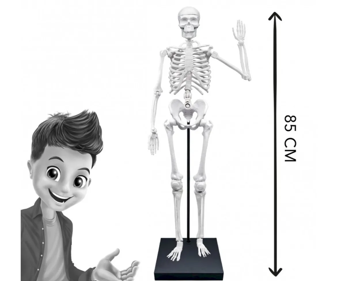 Esqueleto Gigante 85 cm