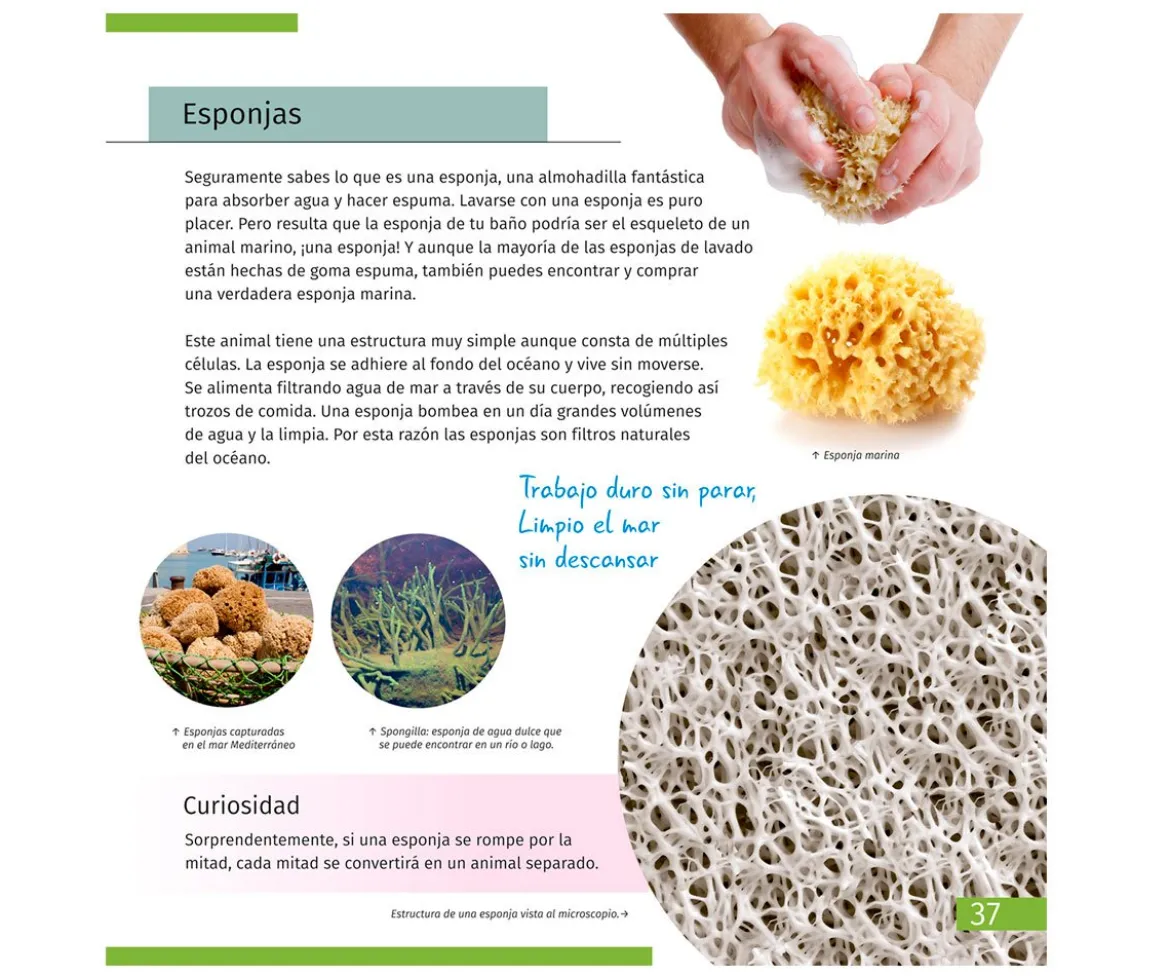 Microscopio Levenhuk LabZZ M101 Gris + Libro Educativo