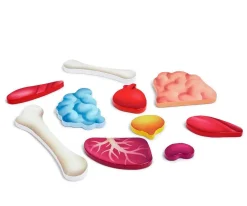 Puzzle Cuerpo Humano