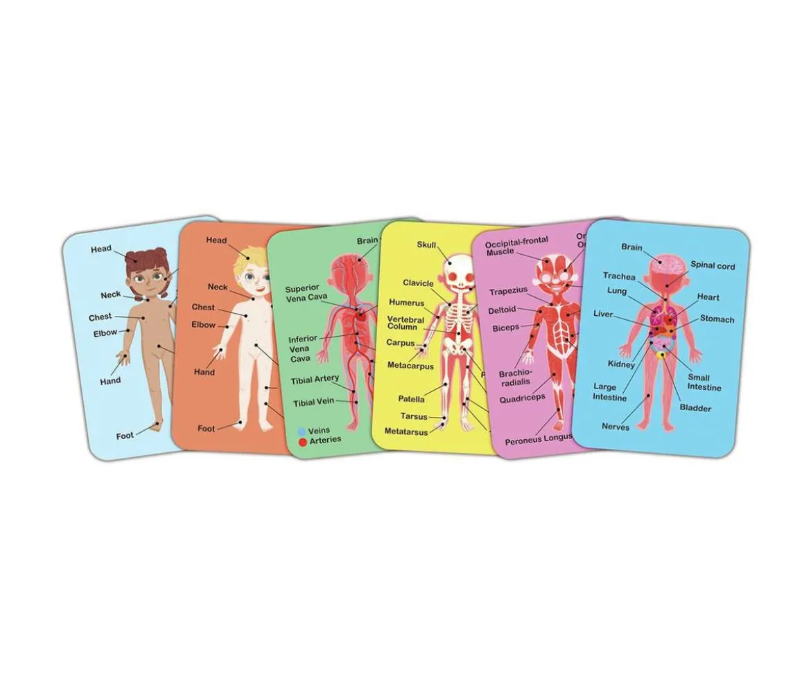 Puzzle Magnético del Cuerpo Humano